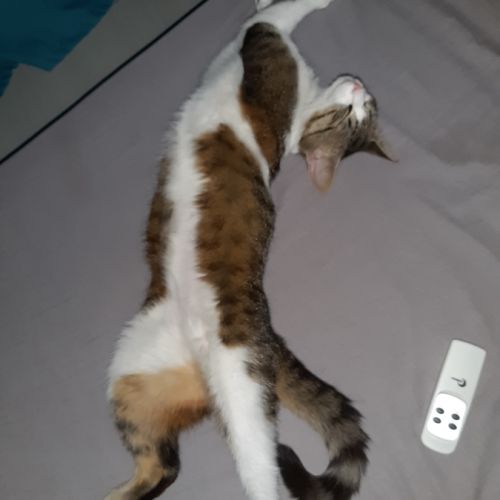 Chat louise à l adoption