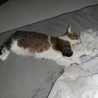 Chat louise à l adoption #2