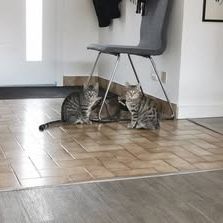 Chat tigra à l adoption #2