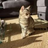 Chat tigra à l adoption #3