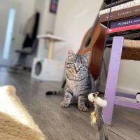 Chat nym à l adoption