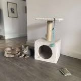 Chat nym à l adoption #2