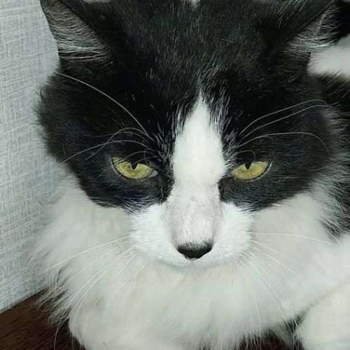 Chat ugolin à l adoption