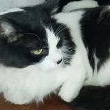 Chat ugolin à l adoption #2