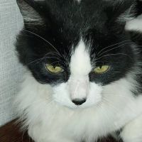 Chat ugolin à l adoption #0