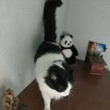 Chat ugolin à l adoption #3