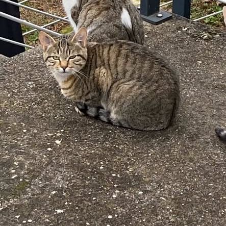 Chat grisouille à l adoption