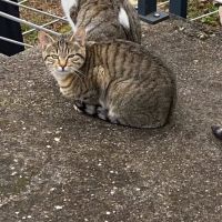 Chat grisouille à l adoption