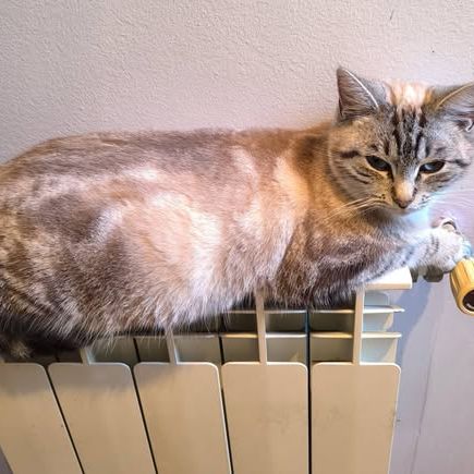 Chat bianca à l adoption