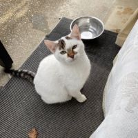 Chat flocon à l adoption