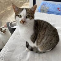 Chat princesse à l adoption