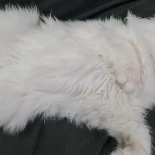 Chaton persan blanc chinchilla  loof #1