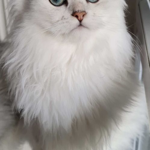 Chaton persan blanc chinchilla  loof #2