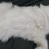 Chaton persan blanc chinchilla  loof #1