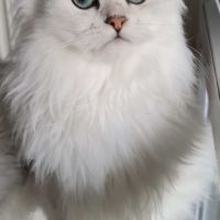 Chaton persan blanc chinchilla  loof #2