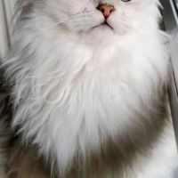 Chaton persan blanc chinchilla  loof