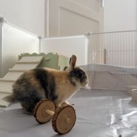 Lapin nain + nourritures #1