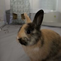 Lapin nain + nourritures #0