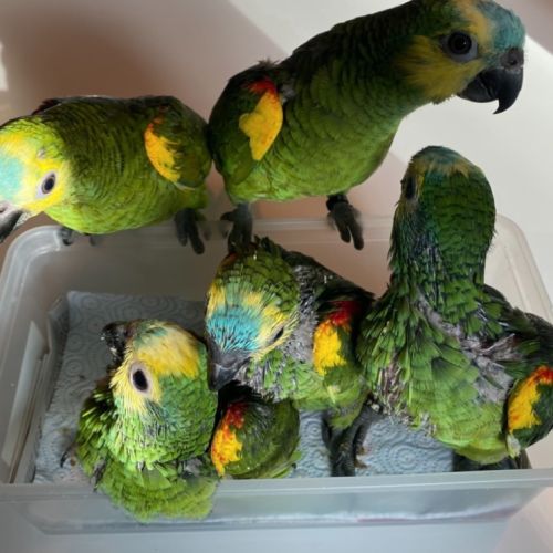 Bébé perroquet amazone à front bleu