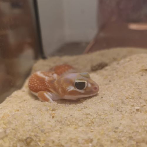 Gecko nephrurus levis pilbarensis #1