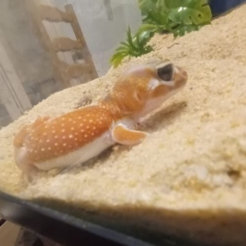 Gecko nephrurus levis pilbarensis #2