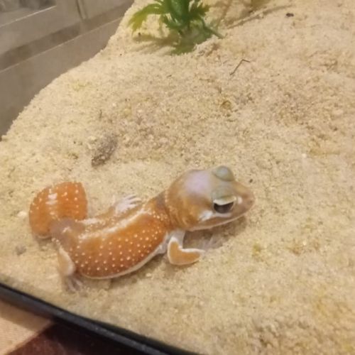 Gecko nephrurus levis pilbarensis #4