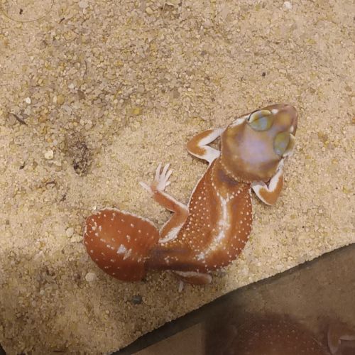 Gecko nephrurus levis pilbarensis #5