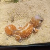 Gecko nephrurus levis pilbarensis #3