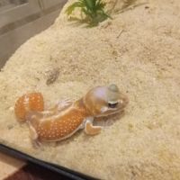 Gecko nephrurus levis pilbarensis #4