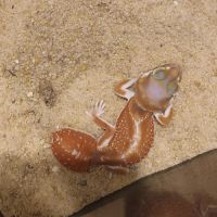 Gecko nephrurus levis pilbarensis #5