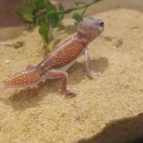 Gecko nephrurus levis pilbarensis #1