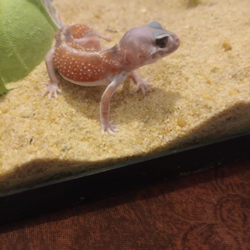 Gecko nephrurus levis pilbarensis #2