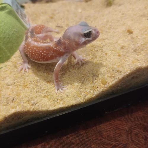 Gecko nephrurus levis pilbarensis #4