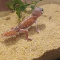 Gecko nephrurus levis pilbarensis #1