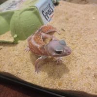 Gecko nephrurus levis pilbarensis #3