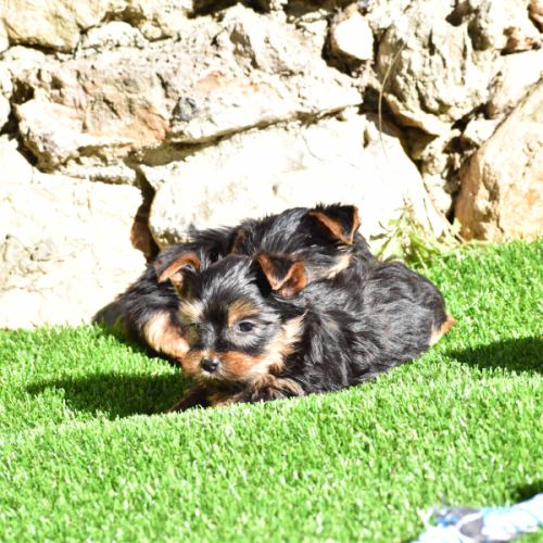 Chiots yorkshire,york #1