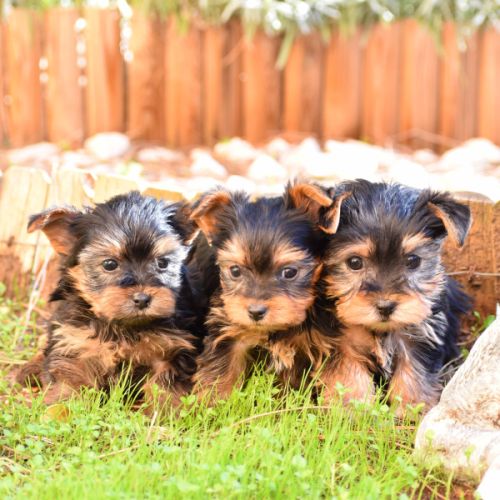 Chiots yorkshire,york #4