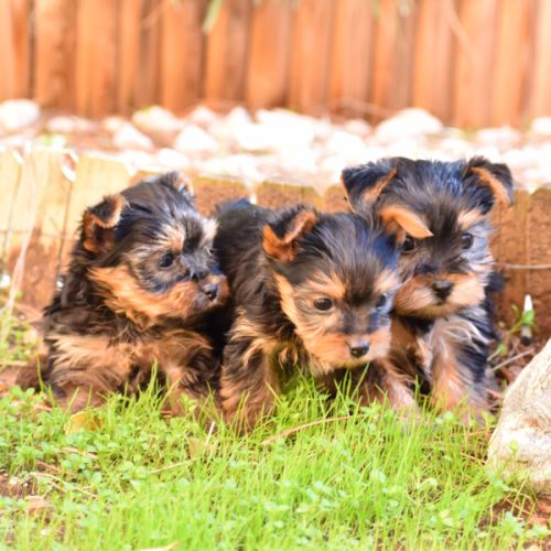 Chiots yorkshire,york