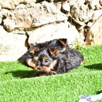 Chiots yorkshire,york #1