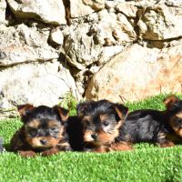 Chiots yorkshire,york #2