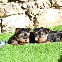 Chiots yorkshire,york #3