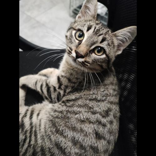 Athena, adorable chaton à l'adoption