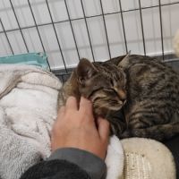 Athena, adorable chaton à l'adoption #1