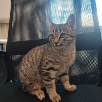 Athena, adorable chaton à l'adoption #2