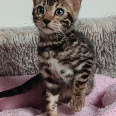 Chaton bengal #2