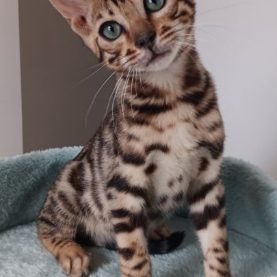 Chaton bengal #0