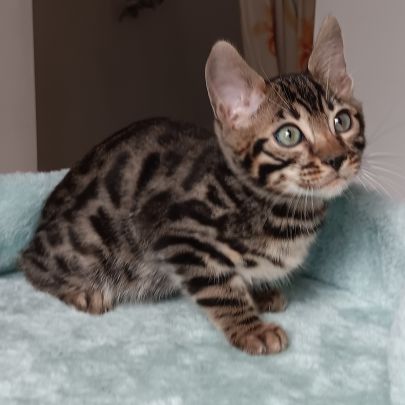 Chaton bengal #5