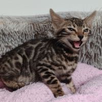 Chaton bengal #1