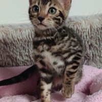 Chaton bengal #2