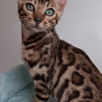 Chaton bengal #4